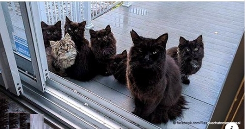 Eine streunende Katze bringt alle ihre Kätzchen vor die Tür der Frau, die ihr geholfen hat